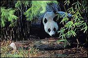 Giant Panda