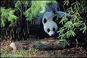 Giant Panda